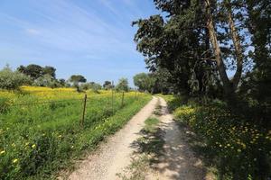 camino forestal en el norte de israel. foto