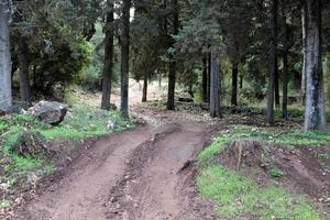 Forest country road in northern Israel. photo