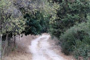 camino forestal en el norte de israel. foto