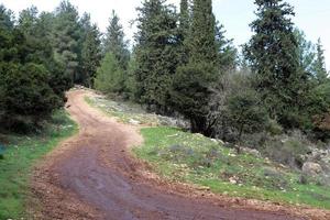 Forest country road in northern Israel. photo