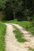 camino forestal en el norte de israel. foto