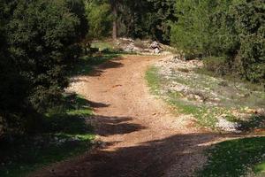 Forest country road in northern Israel. photo