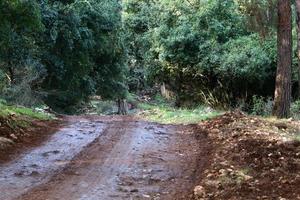 Forest country road in northern Israel. photo