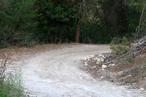 Forest country road in northern Israel. photo