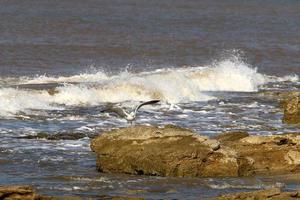 Seagull on the Mediterranean Sea photo