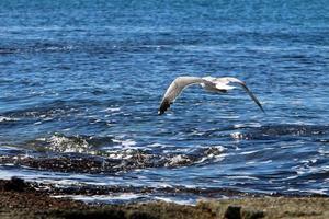 Seagull on the Mediterranean Sea photo