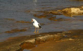 Seagull on the Mediterranean Sea photo