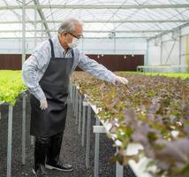 Active senior man is working in agriculture farm plant organic vegetable in hydroponic gardening. Asian elderly person cultivated green lettuce salad horticulture as small business. Healthy lifestyle. photo