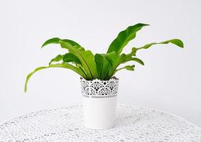 Ornamental tree in white flower pot on table with wall or isolated on background. Plant growth for decorated in house, home or place. photo