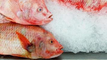 pescado fresco de granja de tilapia puesto y congelado en hielo para la venta en el mercado de pescado o supermercado - animal para alimentos, ingredientes y concepto de cocina
