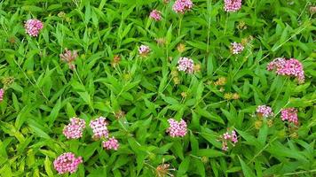 Beautiful pink flower blooming in field garden with green leaves background. Beauty of natural, Flora or floral park and Botanic concept. Nature wallpaper photo