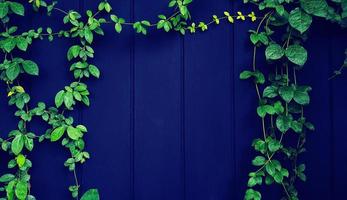 vid verde, hiedra, liana, crecimiento de plantas trepadoras o enredaderas en una pared de madera negra con espacio de copia en el centro o en el medio. hojas sobre fondo de pantalla o fondo en tono de filtro vintage azul. belleza en la naturaleza. foto