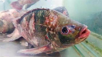 Close up Tilapia with many wound, lesion on body in glass cabinet for sale at fish market or supermarket. Group of Animal, Healthy life and Marine life. photo