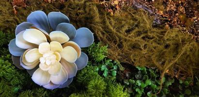 Beautiful white and blue flower on green moss and fern background with copy space. Flora or Floral on natural wallpaper or wall. Tropical tree. photo