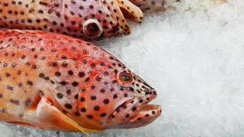 mero fresco congelado en hielo a la venta en el mercado de pescado o en el supermercado con espacio para copiar a la derecha. alimentos crudos y animales en submarino. foto