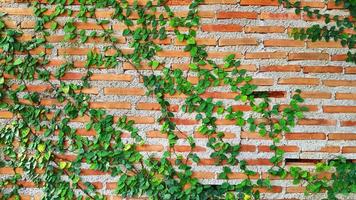 Green Vine, ivy, liana, climber or creeper plant growth on brick wall with copy space. Beauty in nature and natural design. Leaves on wallpaper and Structure of building.
