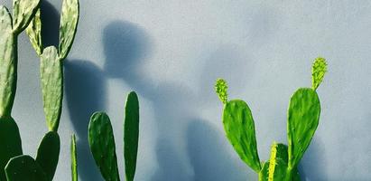 Green cactus with shadow on gray concrete wall with copy space. Tree or plant on grey wallpaper or background with light in the morning. photo