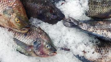 Many fresh tilapia freeze on iced for sale at fish market or supermarket. Group of Animal, Uncooked food and Marine life. photo