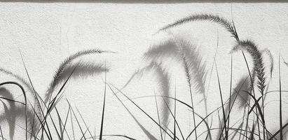 flor de hierba y crecimiento de plantas sobre fondo de pared blanca con espacio de copia. hermoso de natural en tono monocromático. árbol con sombra en estilo de imagen en blanco y negro. foto