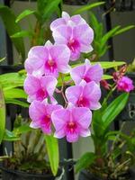 orchid flower blooming in the garden photo