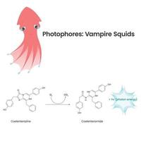 Photophore chemical bioluminescence in vampire squid vector illustration infographic
