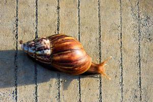 caracol con caparazón arrastrándose sobre un piso de madera por la mañana. foto