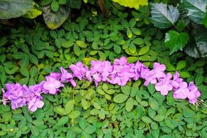 Las flores calinosas de esta especie oxalis suelen tener flores de color rosa a púrpura con pétalos de 15 mm de largo. foto