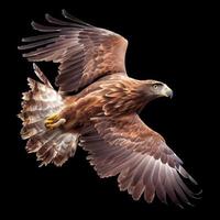 golden eagle in flight with clipping path photo