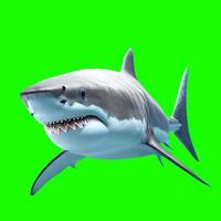 ferocious great white shark with clipping path photo
