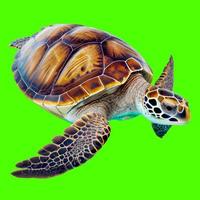 turtle isolated on white background. photo