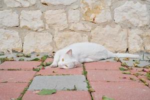 White homeless cat lies on the paving slabs, basking in the sun, looking at the camera. Animal care, urban environment ecology