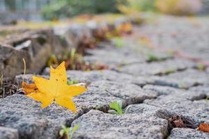 Yellow autumn maple leaf on wet paving stone background with copy space. Autumn season concept. Selective focus on leaf photo