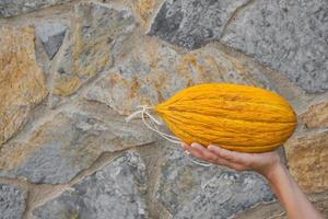 Seasonal products. Ripe yellow turkish melon on girl's hand against rough gray stone wall with copy space, fruits from farmer's market. Idea for background or wallpaper photo