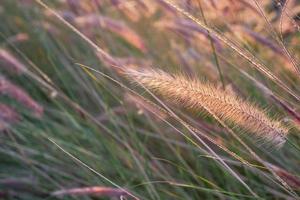 Dry grass in the rays of the setting sun, blurred background, natural landscape, close-up, idea for wallpaper or advertising of natural products photo