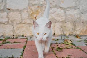 White cat with yellow eyes goes to the camera, looks into the camera. Close-up, selective focus. Homeless animal care, urban environment ecology photo