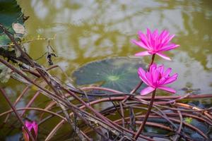pink lotus blooming in water Thai garden beauty nature photo