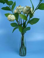 withered white rose flower, isolated on blue background photo