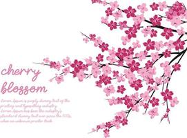 cherry blossom Illustration background templet vector