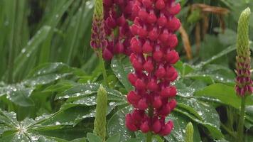 närbild av färsk levande grön lupin löv och rosa blommor under regn video