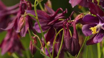 aquilegia flor de color rosa oscuro, morado o burdeos. de cerca, aquilegia florece en el jardín. cuenca de captación o aquilegia género de plantas herbáceas perennes de la familia ranúnculo video