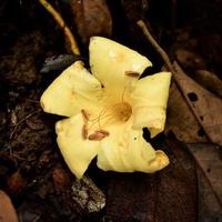 Photo of dried flowers in the forest