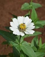 Photo of white flowers in the garden
