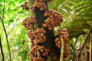 foto de fruta rosada en el bosque