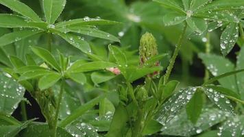 Closeup of fresh vivid green lupine leaves and pink buds under rain video