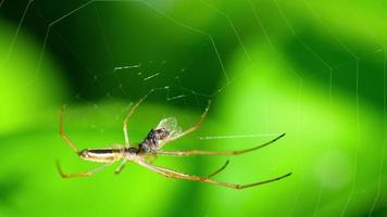 araignée sur le web mange des proies, ralenti video