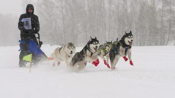 NOVOSIBIRSK, RUSSIAN FEDERATION FEBRUARY 23, 2018 - Husky sled dogs with dog driver participates in competitions in races on sleds, slow motion. The  Power of Siberia  festival