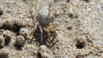 Scopimera globosa, sand bubbler crab. They feed by filtering sand through their mouthparts, leaving behind balls of sand. Nai Yang Beach, Phuket, Thailand. Macro video