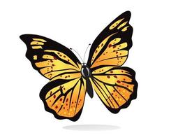 ilustración vectorial de una hermosa mariposa en un fondo vector