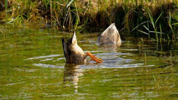 Buceo de pato real en busca de comida en el estanque video