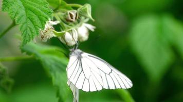 aporie crataegi, zwart geaderd wit vlinder in wild, Aan bloemen van framboos. video